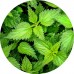 Nettle Dry Tea: Vital Herb